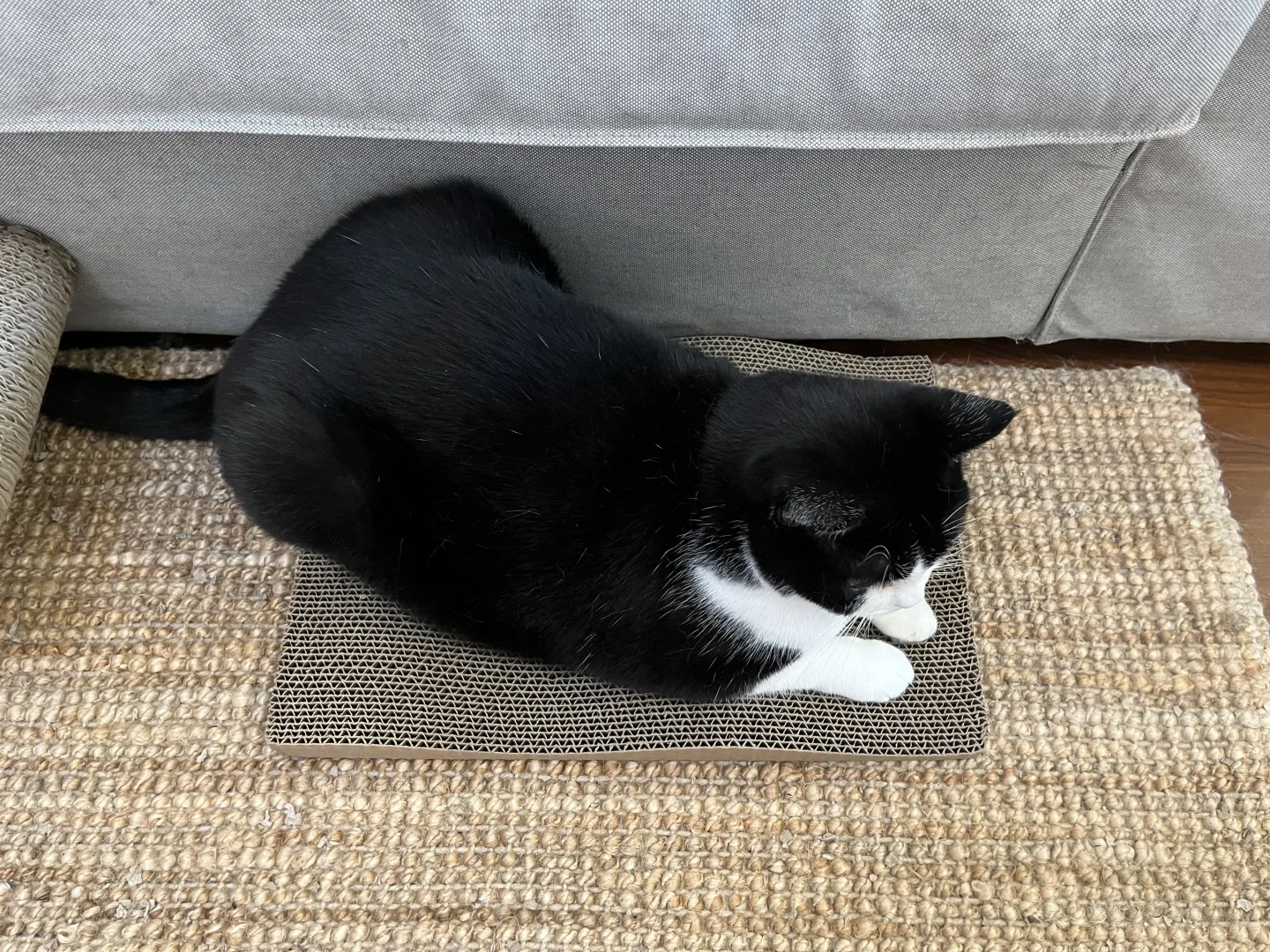 一只猫有点拥挤了