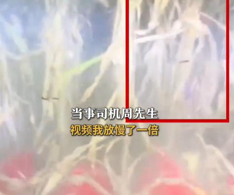 周先生深夜在地里收割玉米。突然情况紧急，直吓得他心惊肉跳！
前不久，一天的深夜。