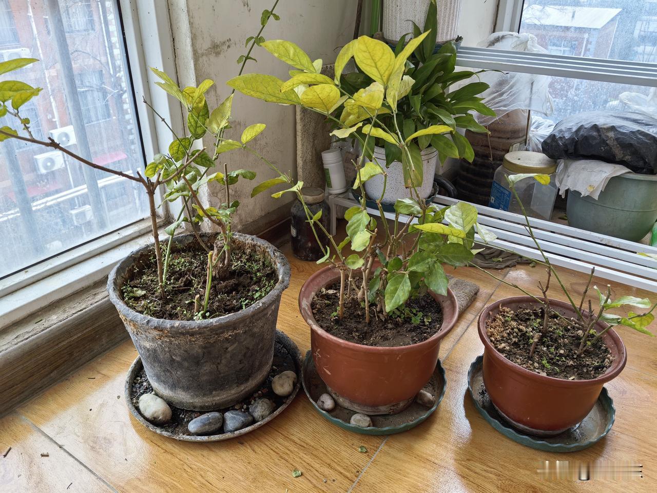 道是无情却有情 

再有十天左右，茉莉就可以移到室外了。下午，对即将移出室外的几