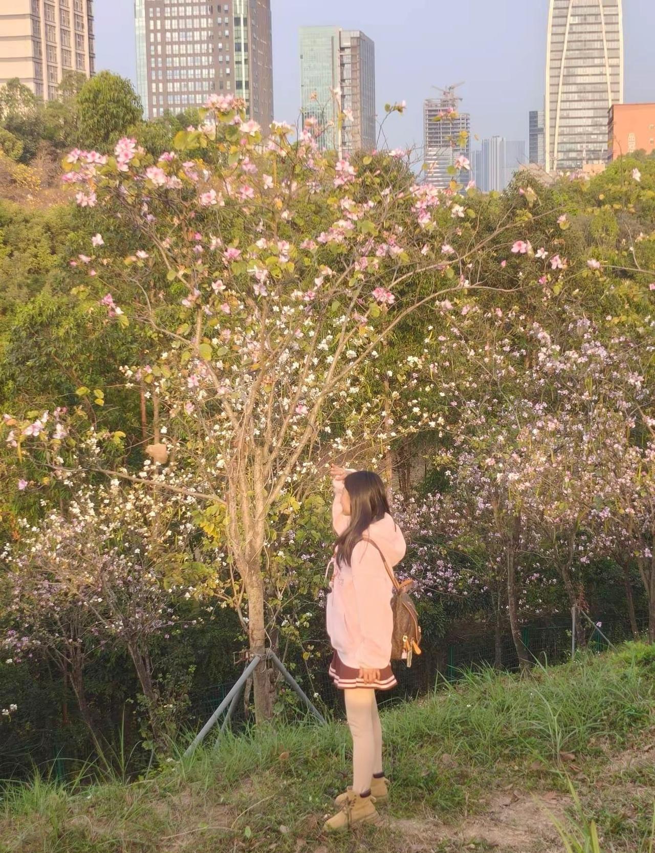 🌸抬头就是满树粉白紫荆花，青春荒唐又怎样～🌿随走随拍，库存里藏着当时的风✨