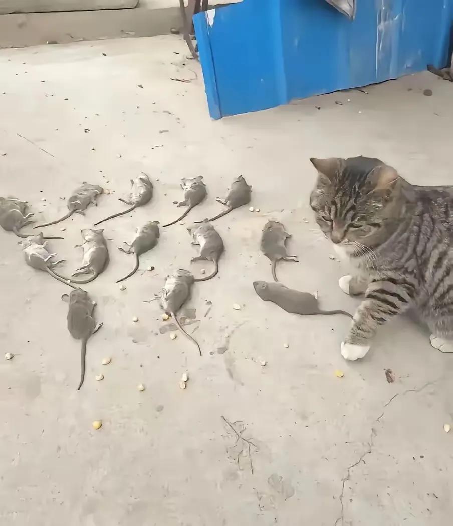 一女子收养了一只可怜的流浪猫
这猫怕被抛弃，整夜抓老鼠摆门口表忠心。我见过太多实