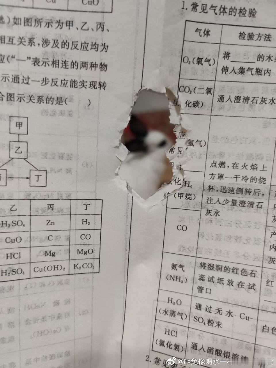 14162🐇【心灵丑】翻到了几年前的照片。小兔啃食化学卷子中 