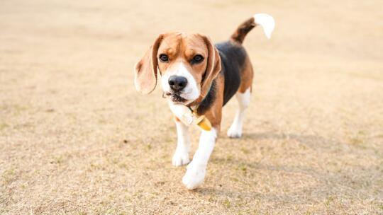 布鲁酱：要走进姨姨们心里