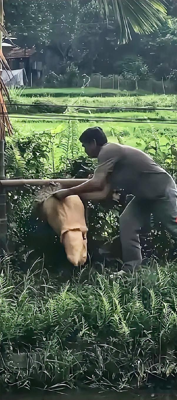 只要不怕叮，就用命去拼
男子最终还是没有扛住
越南一男子用麻袋去装马蜂窝，窝是装