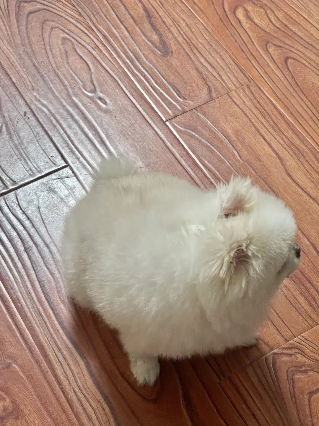 可乐宝宝和妈妈的日常☺️