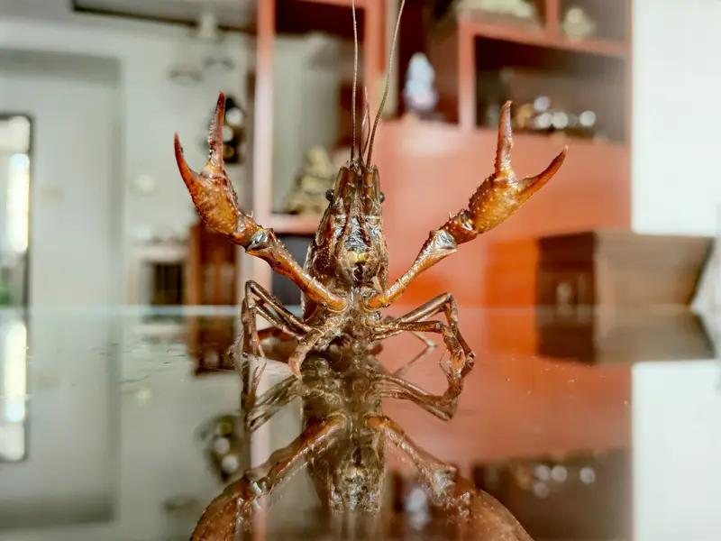 最近“龙虾悖论”可太火了。这个“龙虾”指的是开源AI智能体OpenClaw，因其