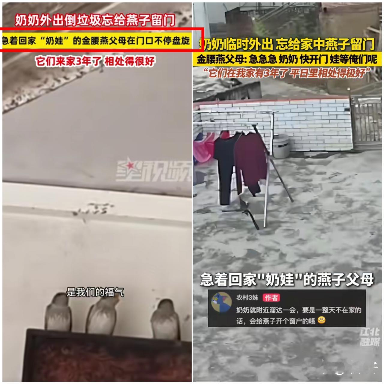 万物皆有灵！
 
谁能想到小小的燕子，竟也有着和人一样的舐犊情深！

广东一户人