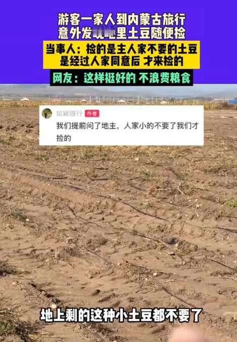 近日，男子一家三口去内蒙古旅行，意外发现路边地里有很多土豆，竟然跑到地里捡土豆，
