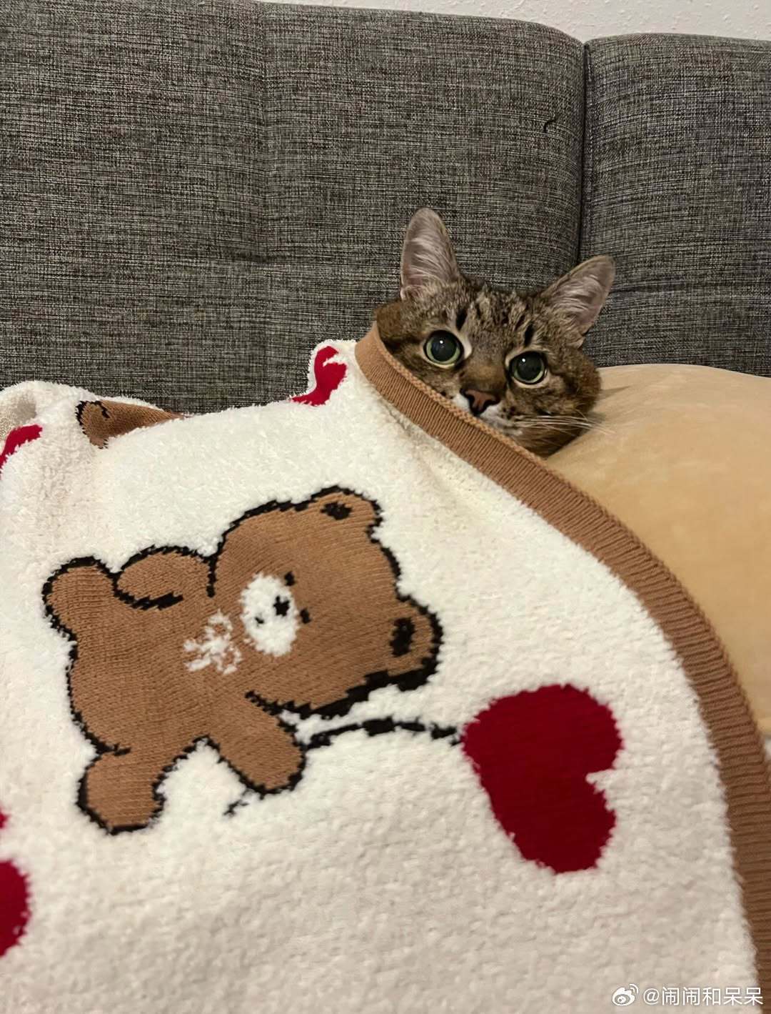 🫠..cr：loveyoustepan 