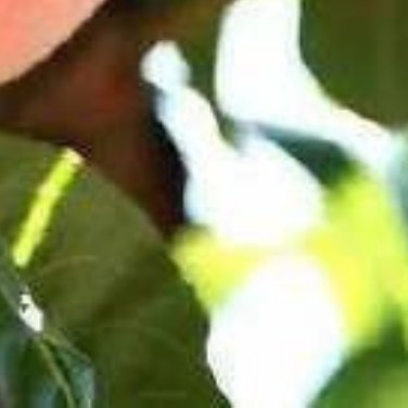 种植 🍃种植文案桃子的种植文案 0000桃子，以其鲜嫩多汁、香甜可口而深受人们