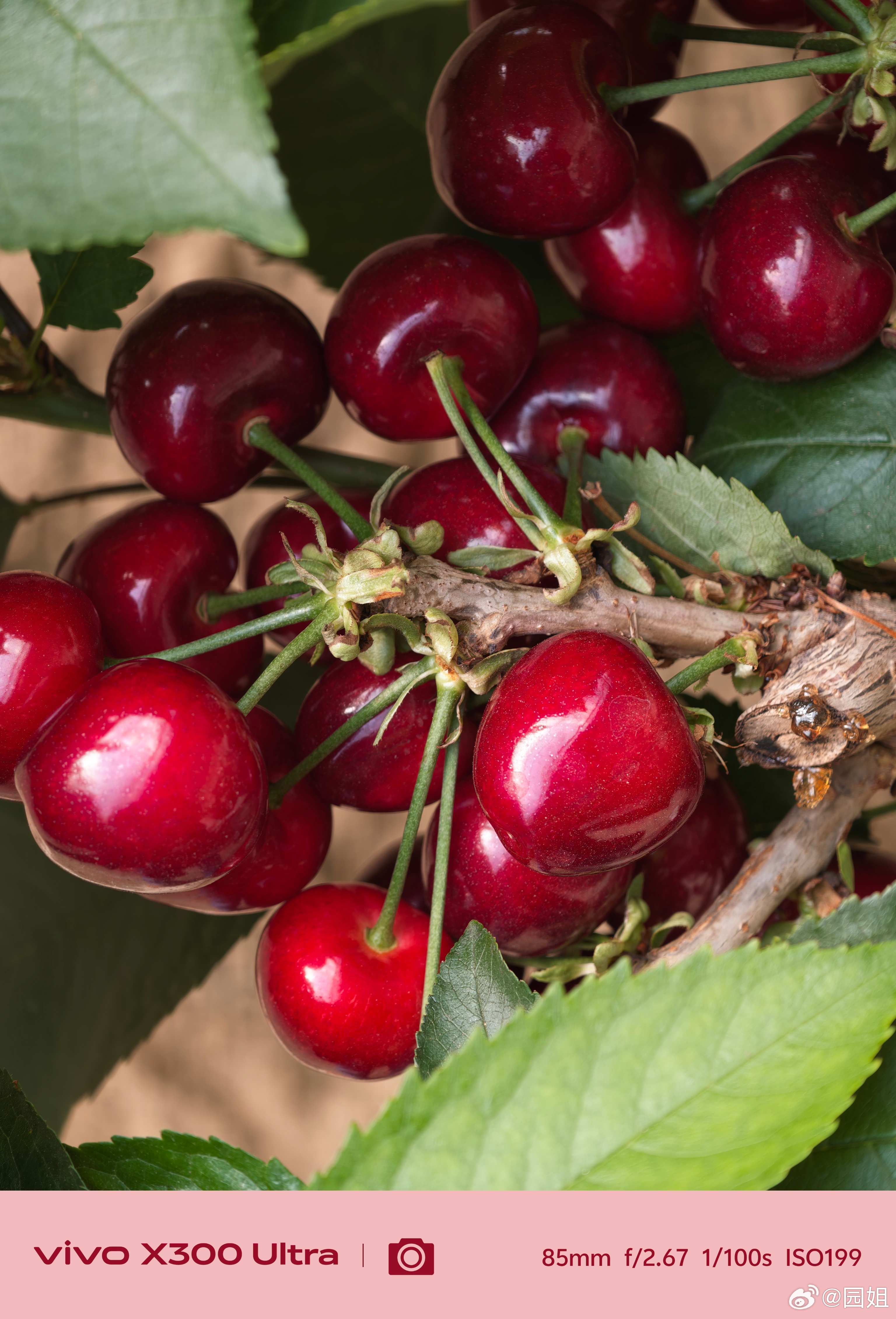 自己摘的草莓和樱桃格外好吃，这家大鹏在我们这边，每年都回去带孩子玩，孩子最开心的
