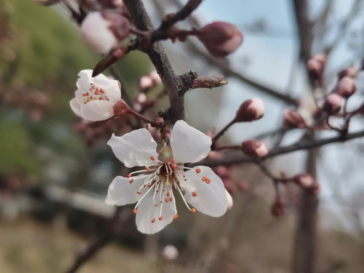 武汉[超话]武汉梨花撑起早春美景别再傻等樱花了，这个季节来武汉，必须来看看梨花盛