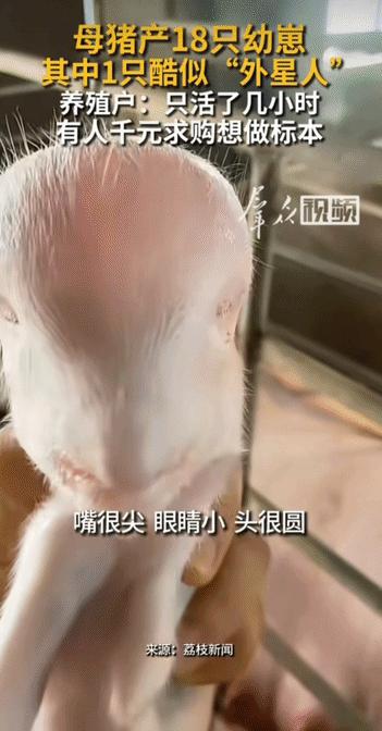 “大开眼界!” 河南，男子家里母猪生下18只猪崽，男子开心不已，哪料，转头惊讶发
