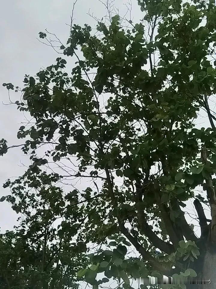 早安，风雨后的你

清晨的第一缕光，穿透了昨夜留下的雨痕，在窗玻璃上画出一片朦胧