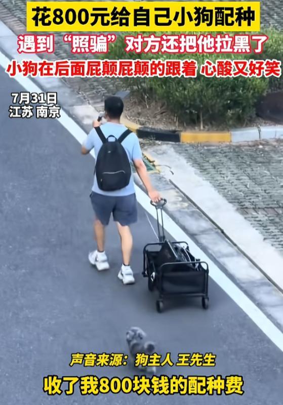 谁能想到给狗狗相亲也能遇上网络照骗！江苏男子掏 800 元预约配种，赶到现场才发