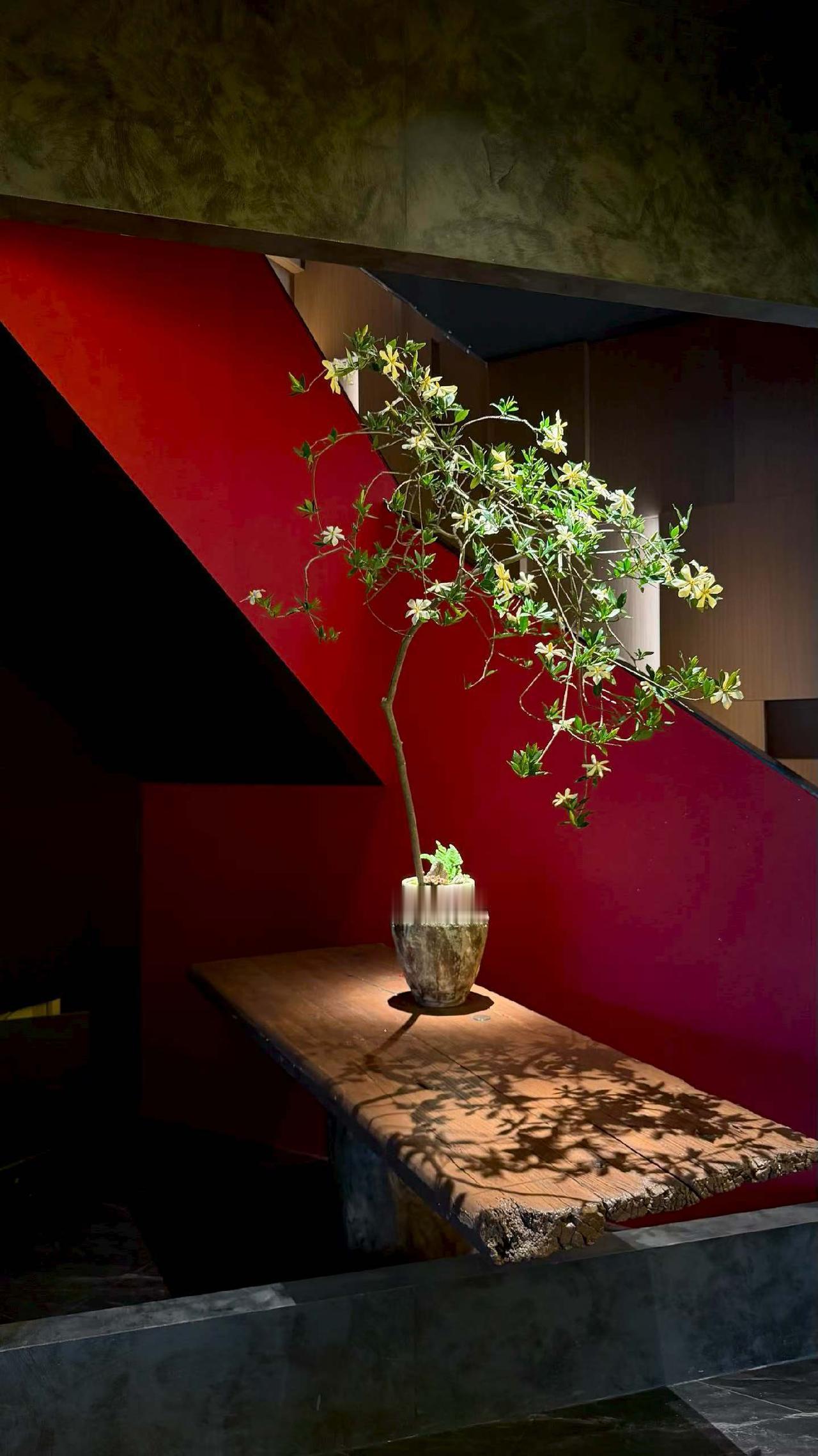 表侄儿跟朋友合开的日餐夜酒Bar。
据说表侄儿把准备装修婚房的钱拿去跟朋友合开日