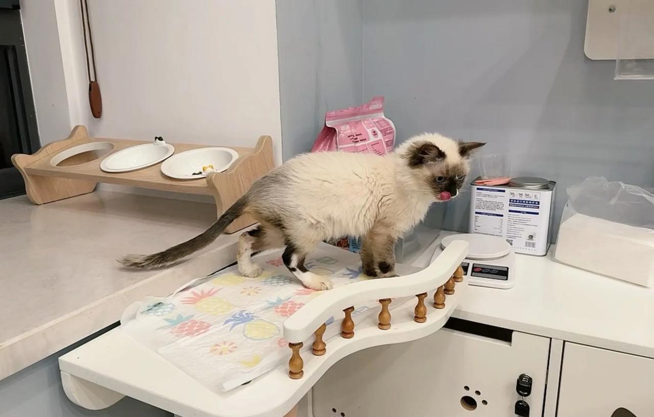 感觉阿布一夜之间就长大了，皮皮的，痞痞的！
猫咪