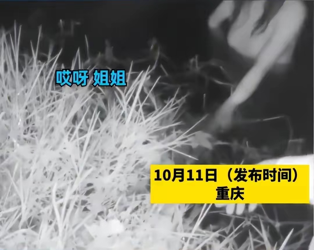 重庆，一女子跳河站水中，逼迫丈夫签离婚协议，被民警救出后，丈夫经调解同意签字。一