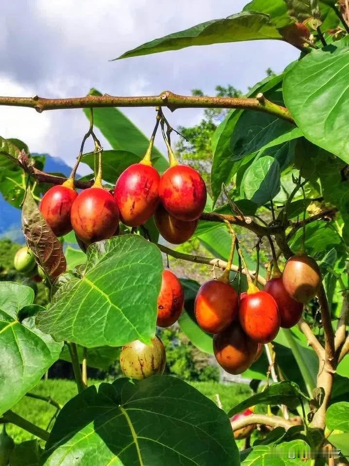 冬日生活打卡季樹番茄，茄科，番茄可以長在樹上?對不常到中海拔山區走動的人來說，會