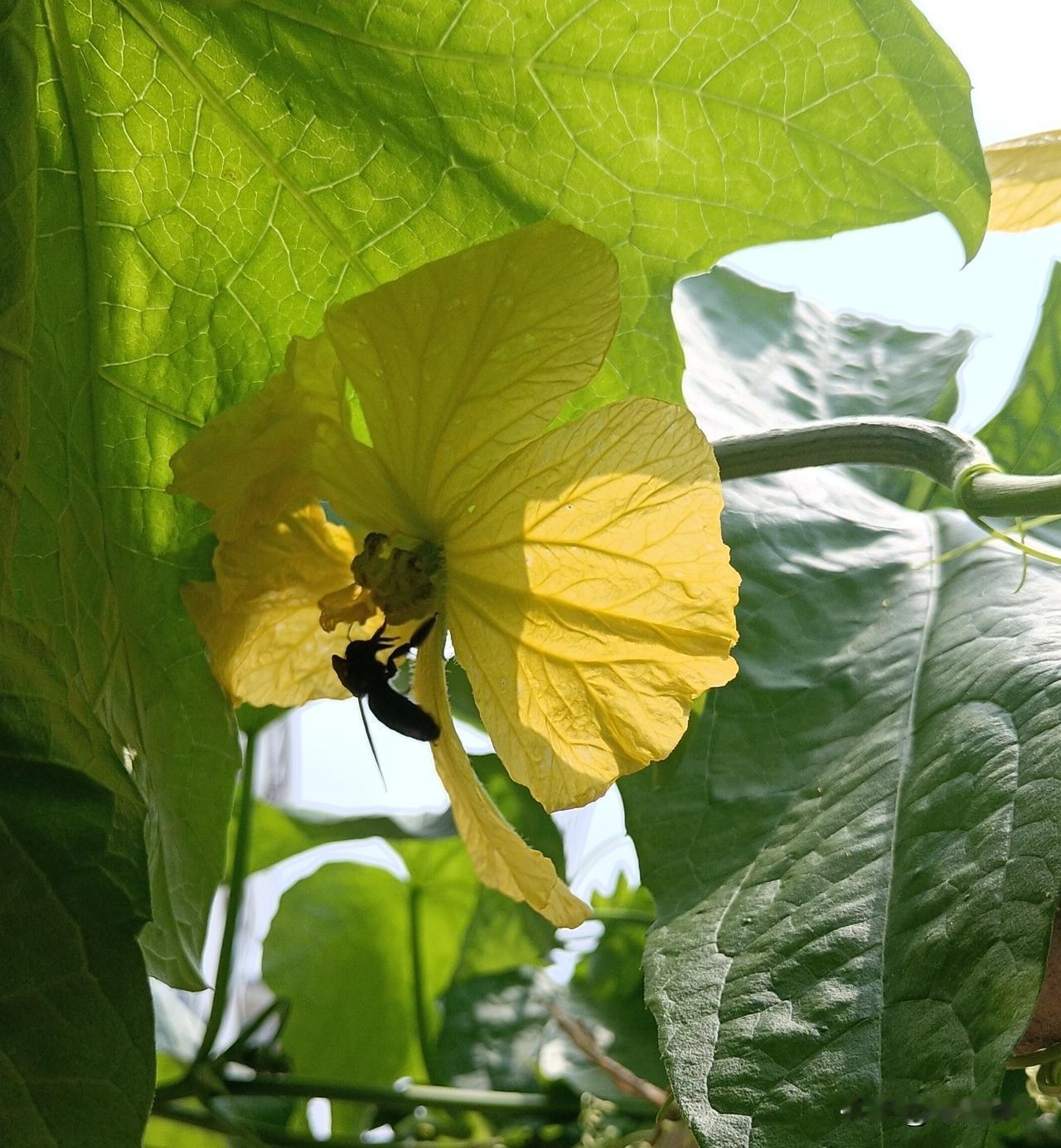 今日大暑
 
丝瓜绽蕊引蜂巡，
樱簇嫣红小院新。
蝉倚花枝吟暑曲，
荷摇碧水漾芳