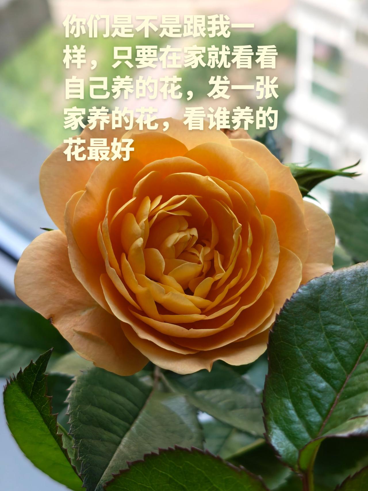 爱生活爱养花 创作灵感