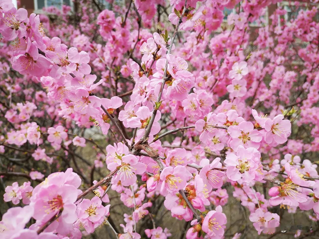 首发原创/刘忠学
花与诗，都是世间极美的存在。花以其缤纷色彩和独特姿态装点世界，