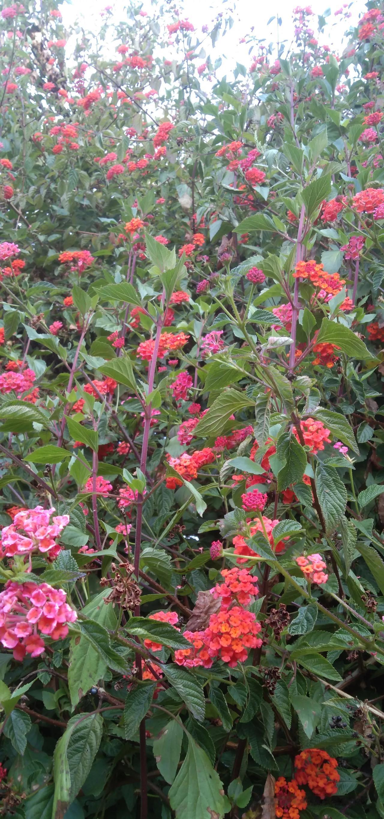 我新发布的内容被官方推荐啦！👍你也快来发布一条吧！带