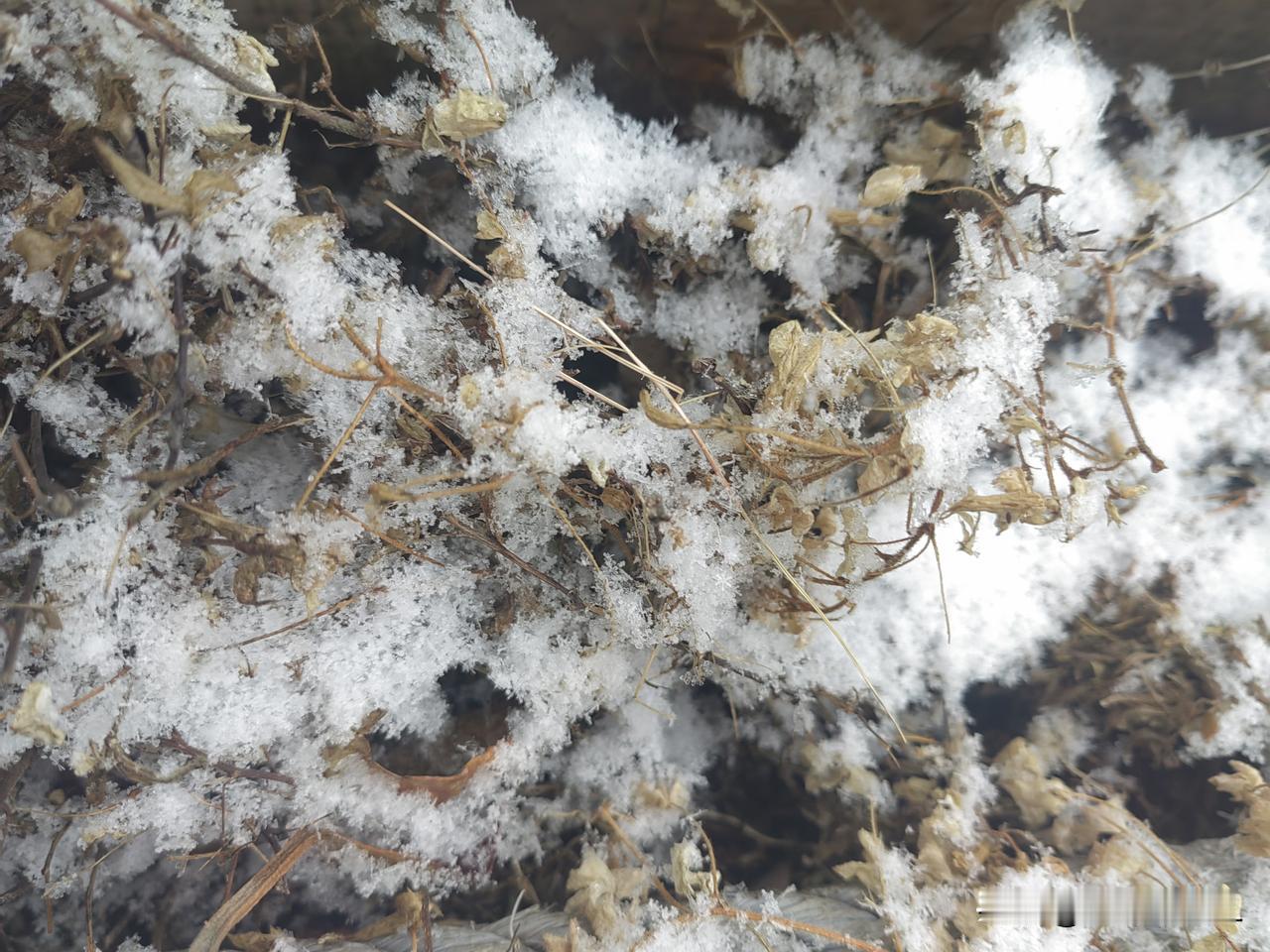 冬日雪景，枯枝挂霜，静谧如画。