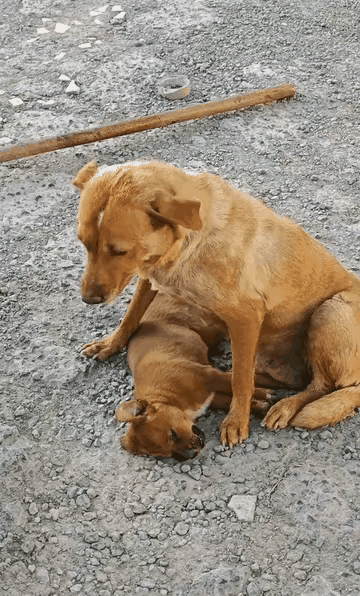它叼着半块馒头奔回来，却只抱住了冰冷的孩子
 
寒风卷着垃圾碎屑滚过街角，狗妈妈