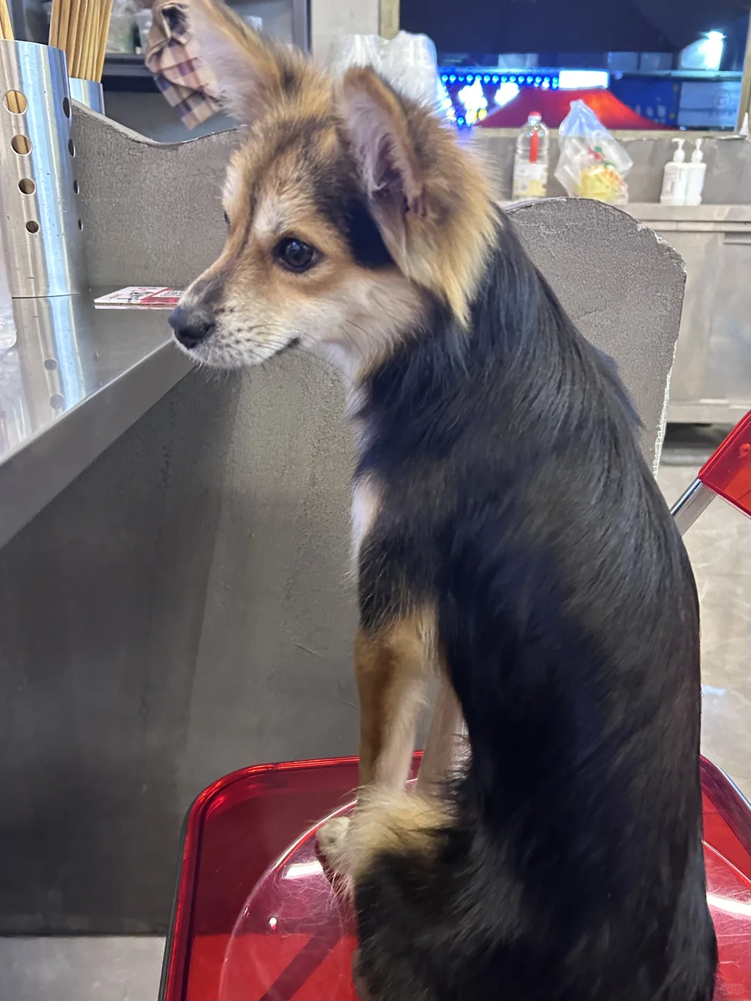 少食多动的狐狸狗无法理解人为什么总吃饭