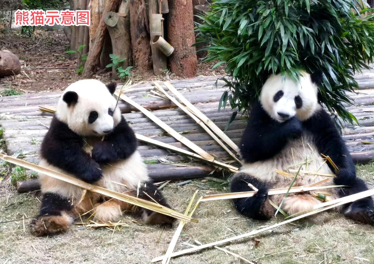 旅日两只大熊猫将于下月底返华，若无补借，届时日本将逾50年来首次无熊猫。 ​
日