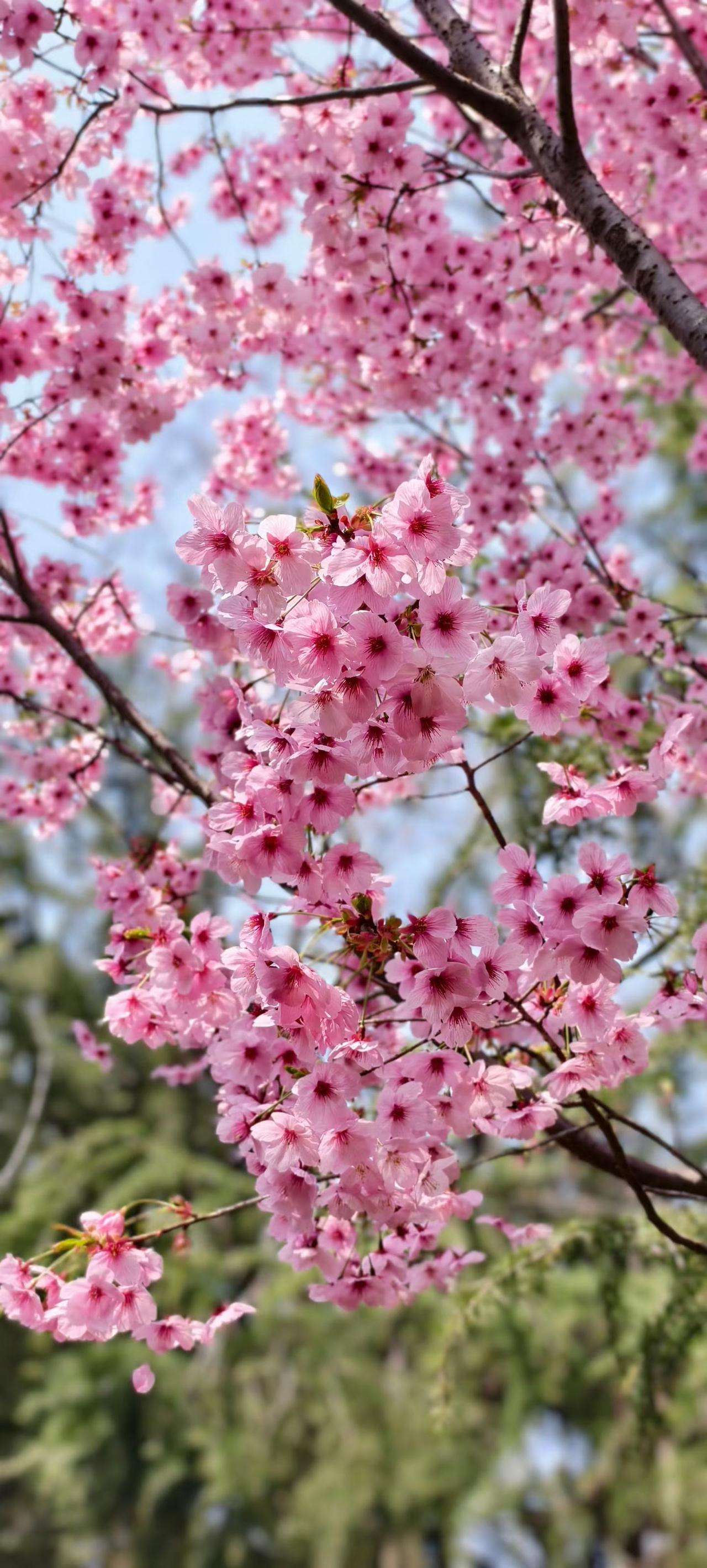 网红记。最近，有个弄考研的网红去世，网络上刷屏，不少人给予了很高的评价。我也关注