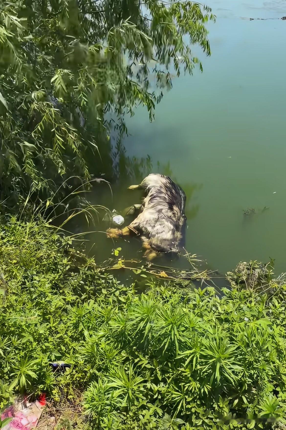 太坏了！狗狗的腿是绑住的[流泪][流泪]，一眼就是宠物狗，是不是锄头啊，有个叫瘦