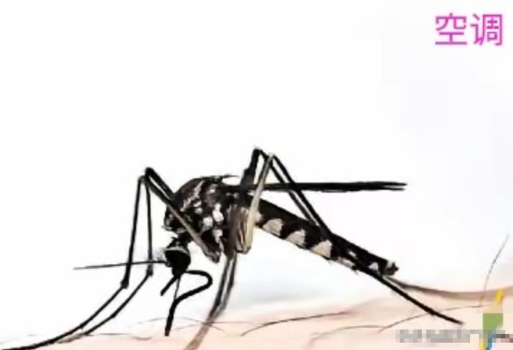 终于弄明白了
为什么开空调蚊子就不咬了
不是蚊子被冻着了，也不是它不想咬，而是它
