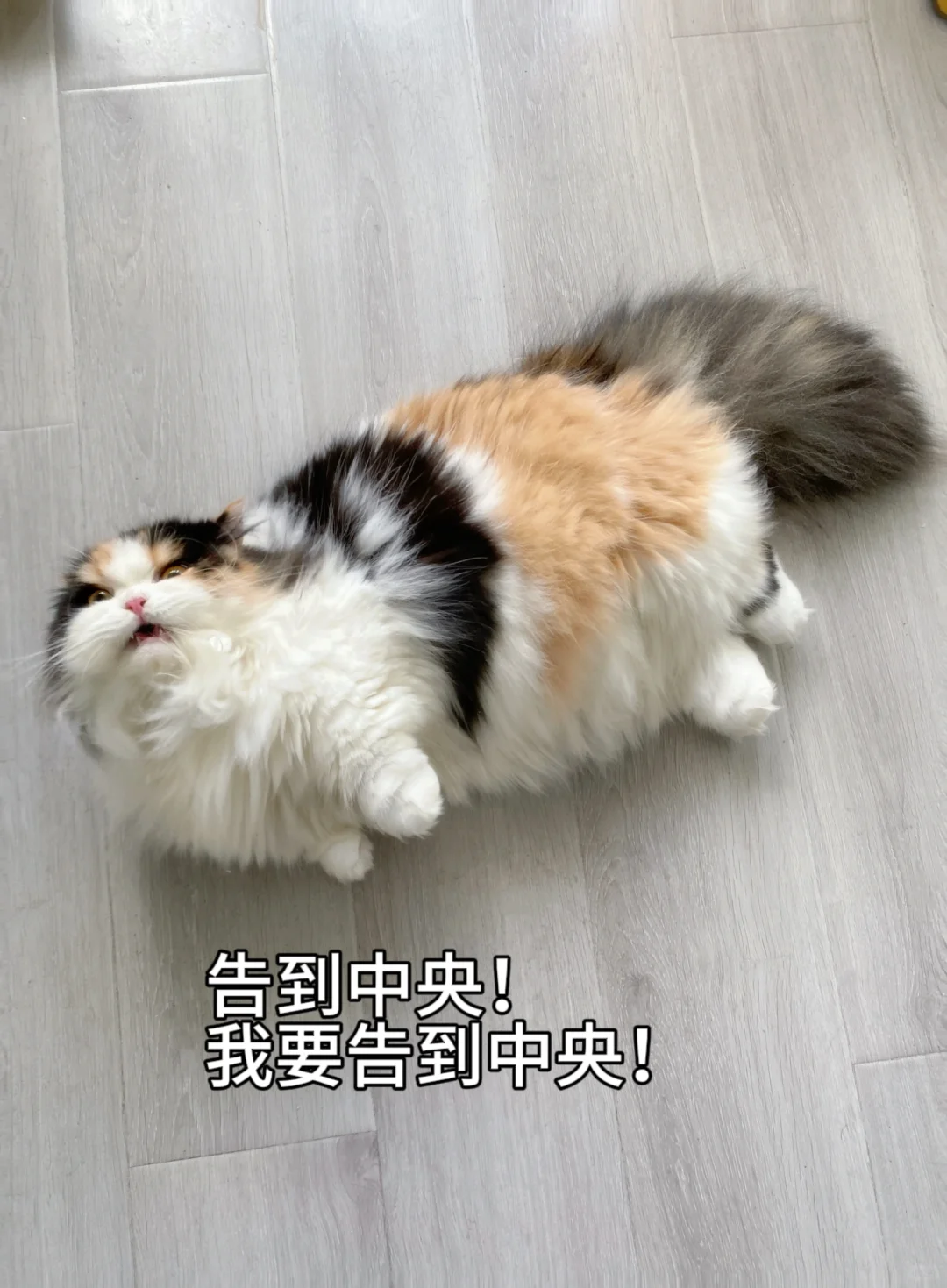 求助🆘被小猫碰瓷了怎么办！