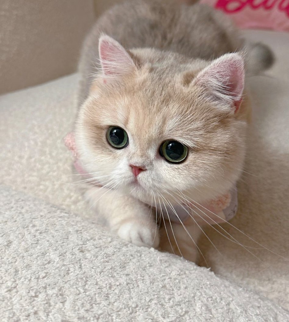 自由的小猫不叫流浪猫 没有固定的家，却拥有整片天地。饿了觅食，困了就睡，不被谁圈