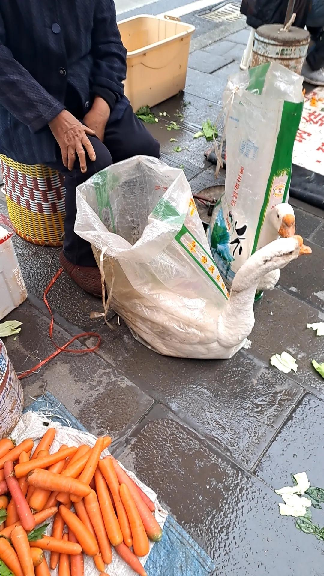 鹅，就这样被拉出来摆卖了。也不知道他知不知道它就要被卖掉，被吃掉了。