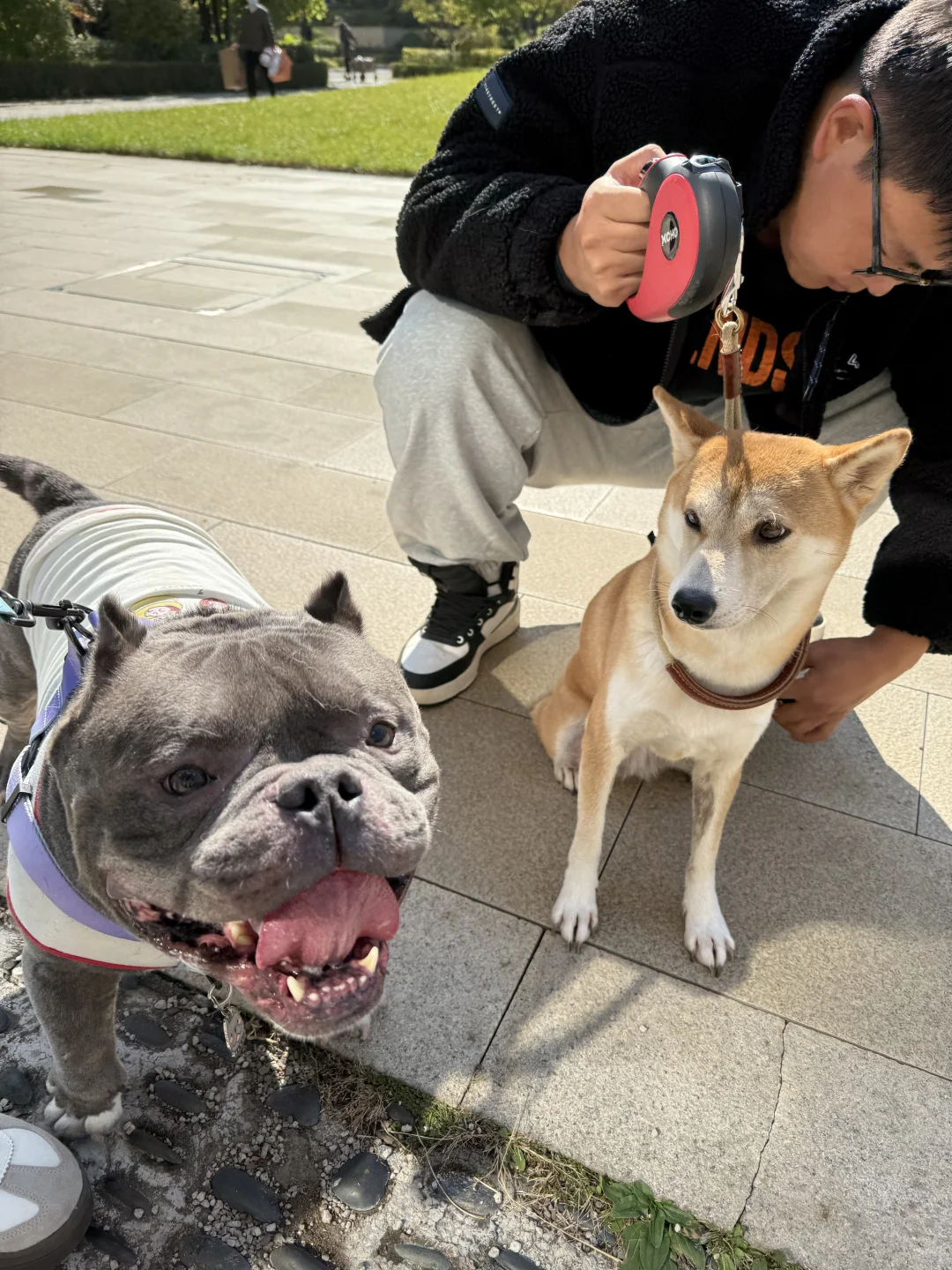 今天帮邻居姐姐遛了小柴🐶