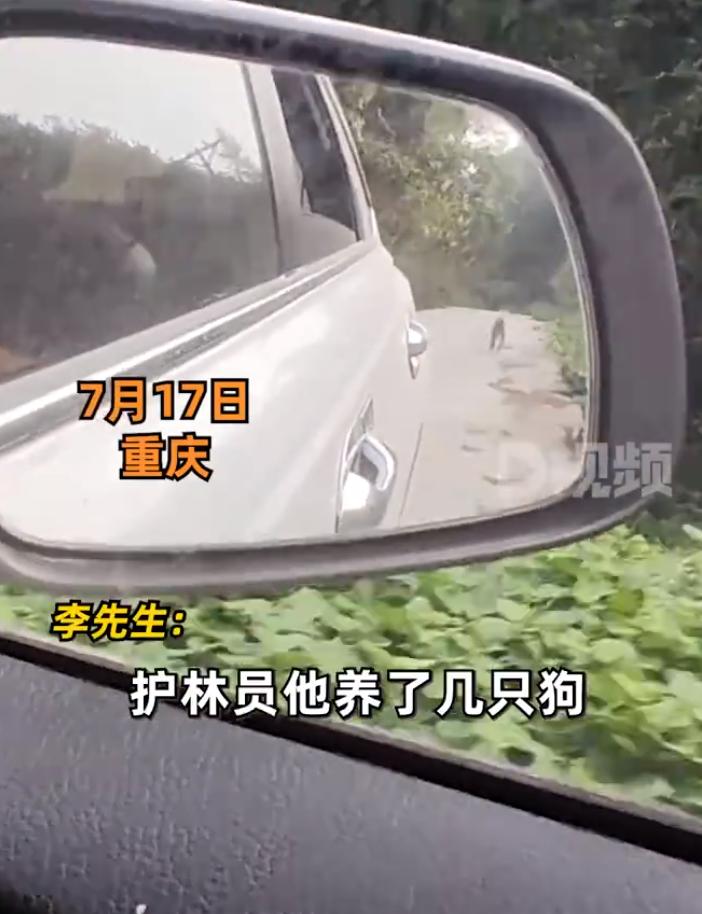 【：跟小狗在山里相处多天，感情很好】7月17日，重庆。从事林业工作的李先生发视频