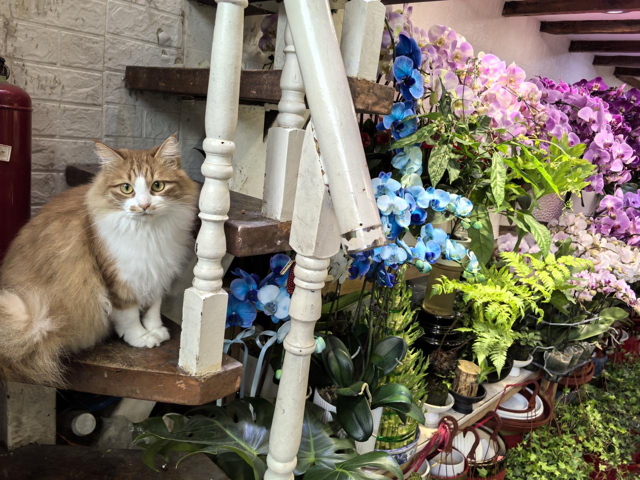 一天的工作和斗争，特别是怒火，搞得我身心很疲惫。在经办路上，这个花店和小猫的温馨