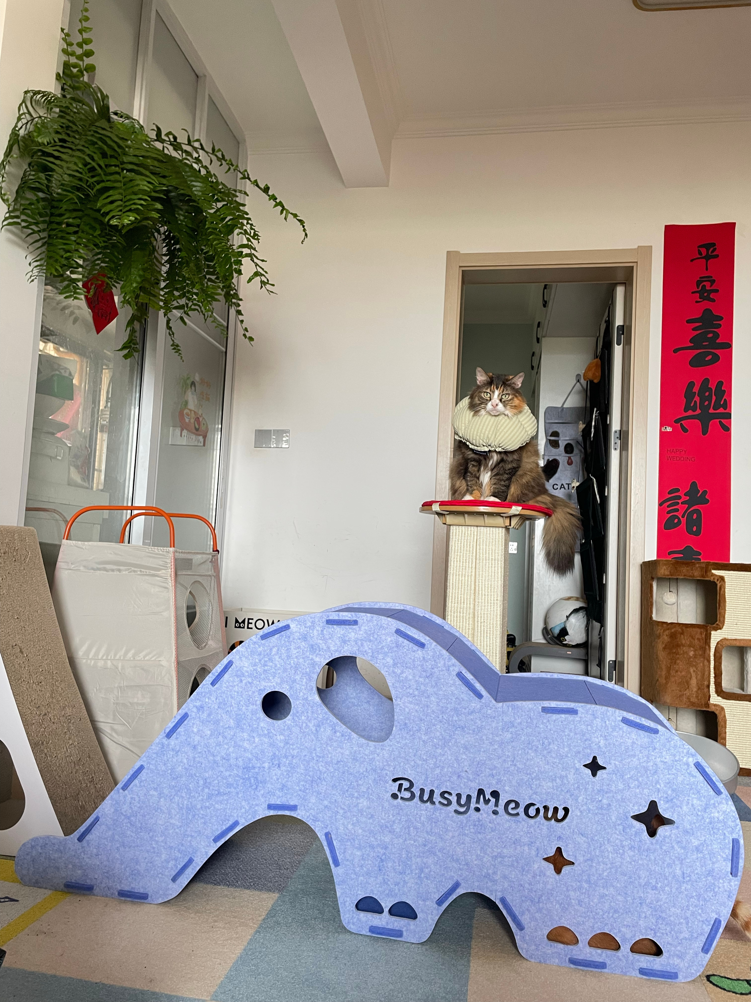 把蕨移到客厅了，妹妹狮子王起来了 
