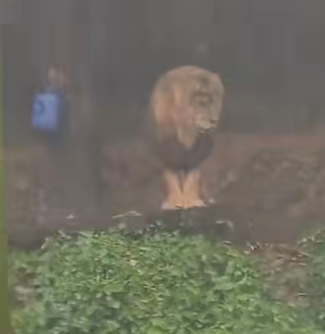 广州长隆回应狮子静坐淋雨感觉这狮子有在耍帅，哈哈… 