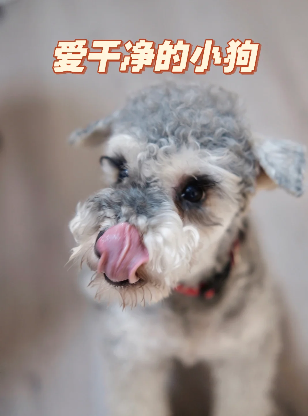 太可爱了，怎么可以这么可爱