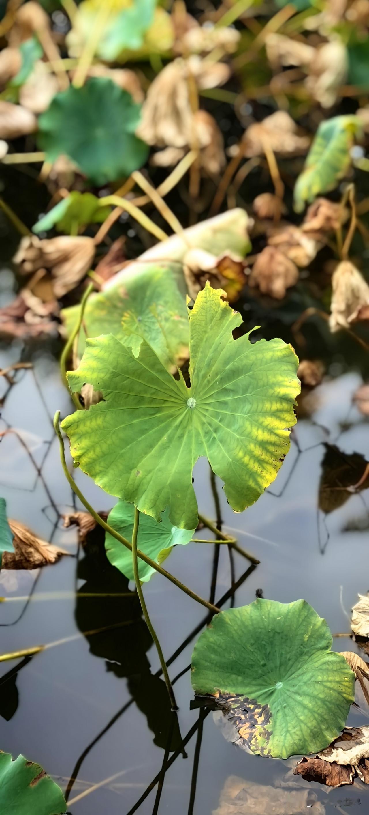晚秋残荷立，枯影映寒塘。