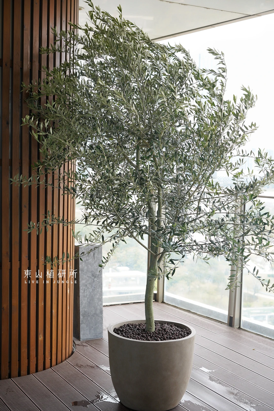 绿植布置｜在阳台种一颗橄榄树