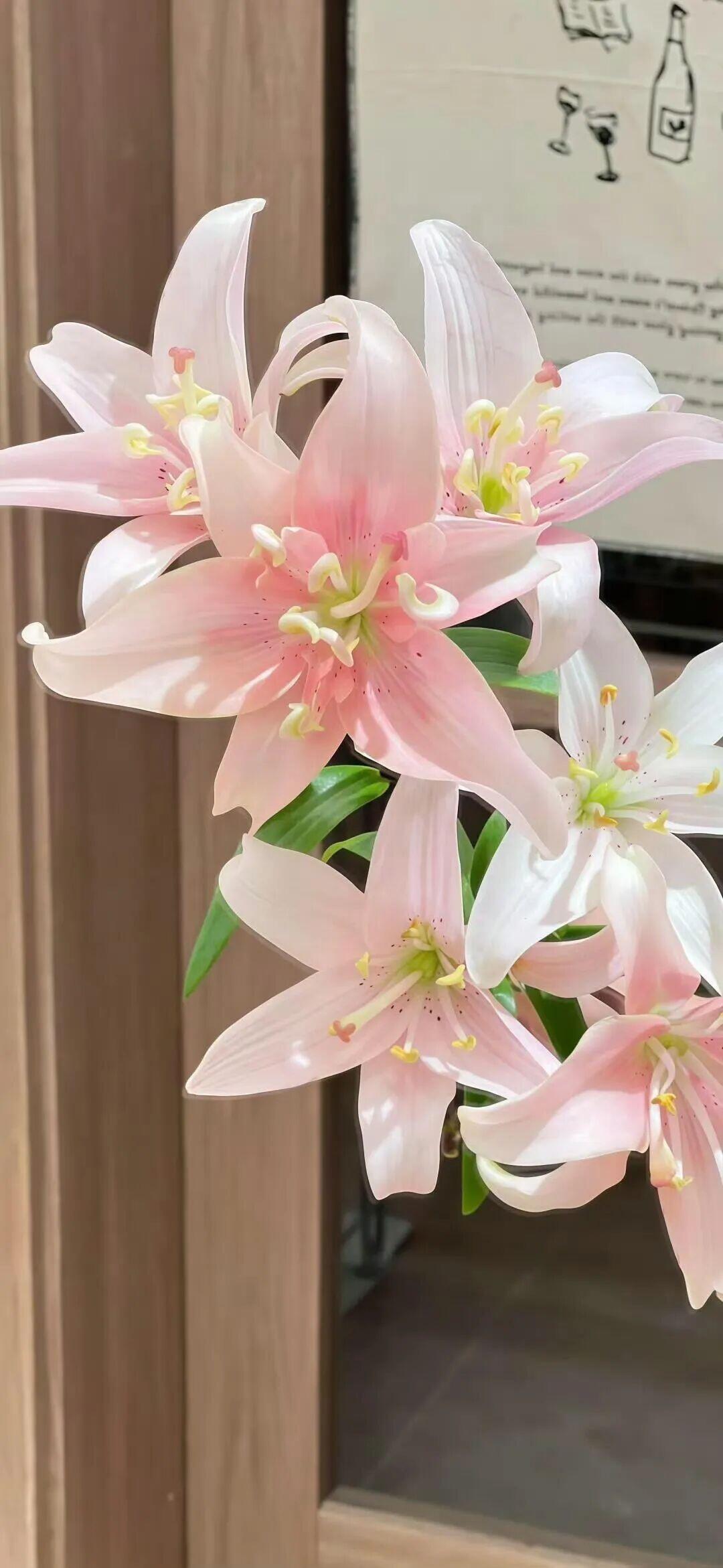 茉莉雨｜夏日小清新壁纸 