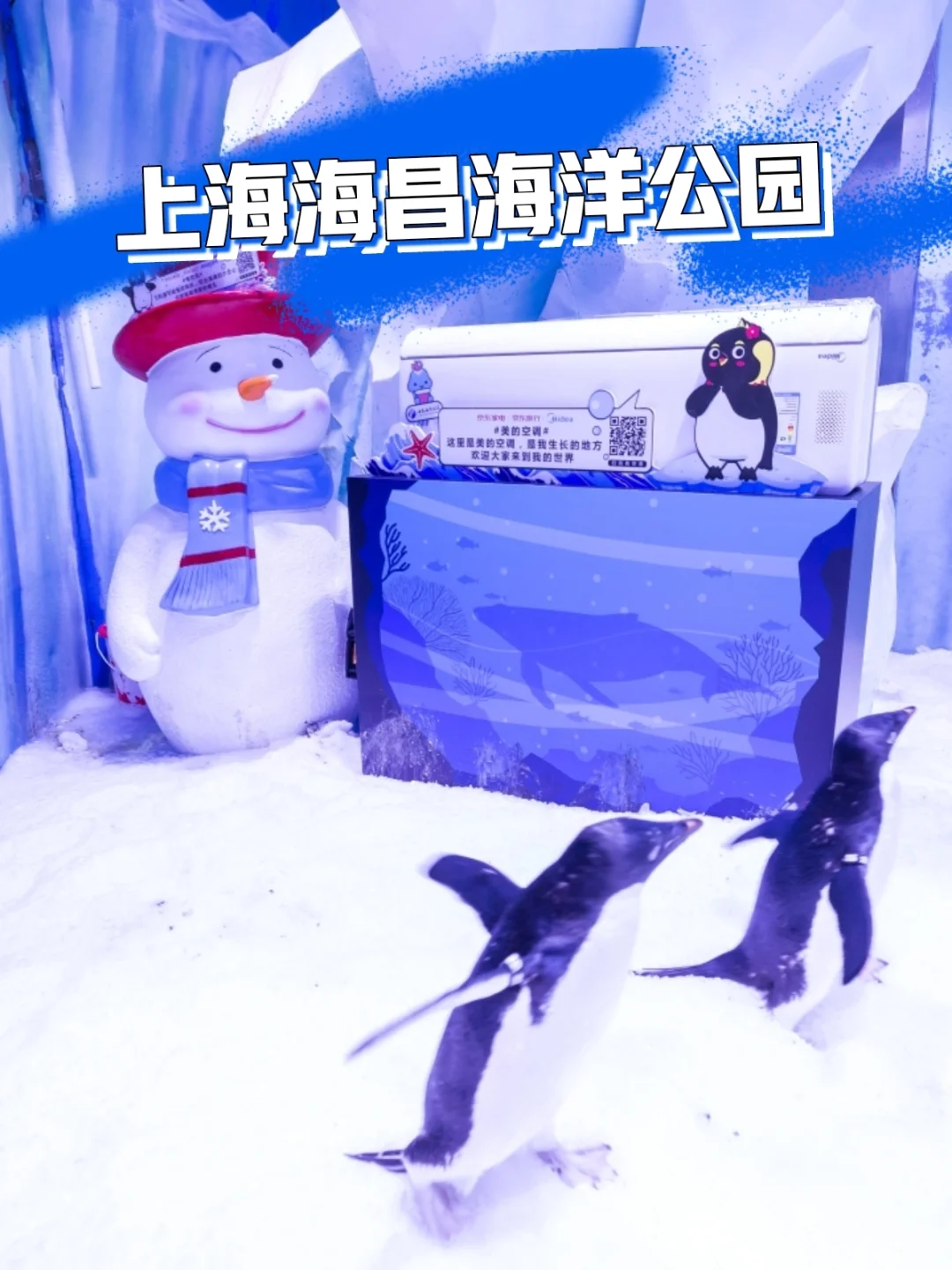 有了企鹅的小屋，企鹅宝宝们还会想家吗