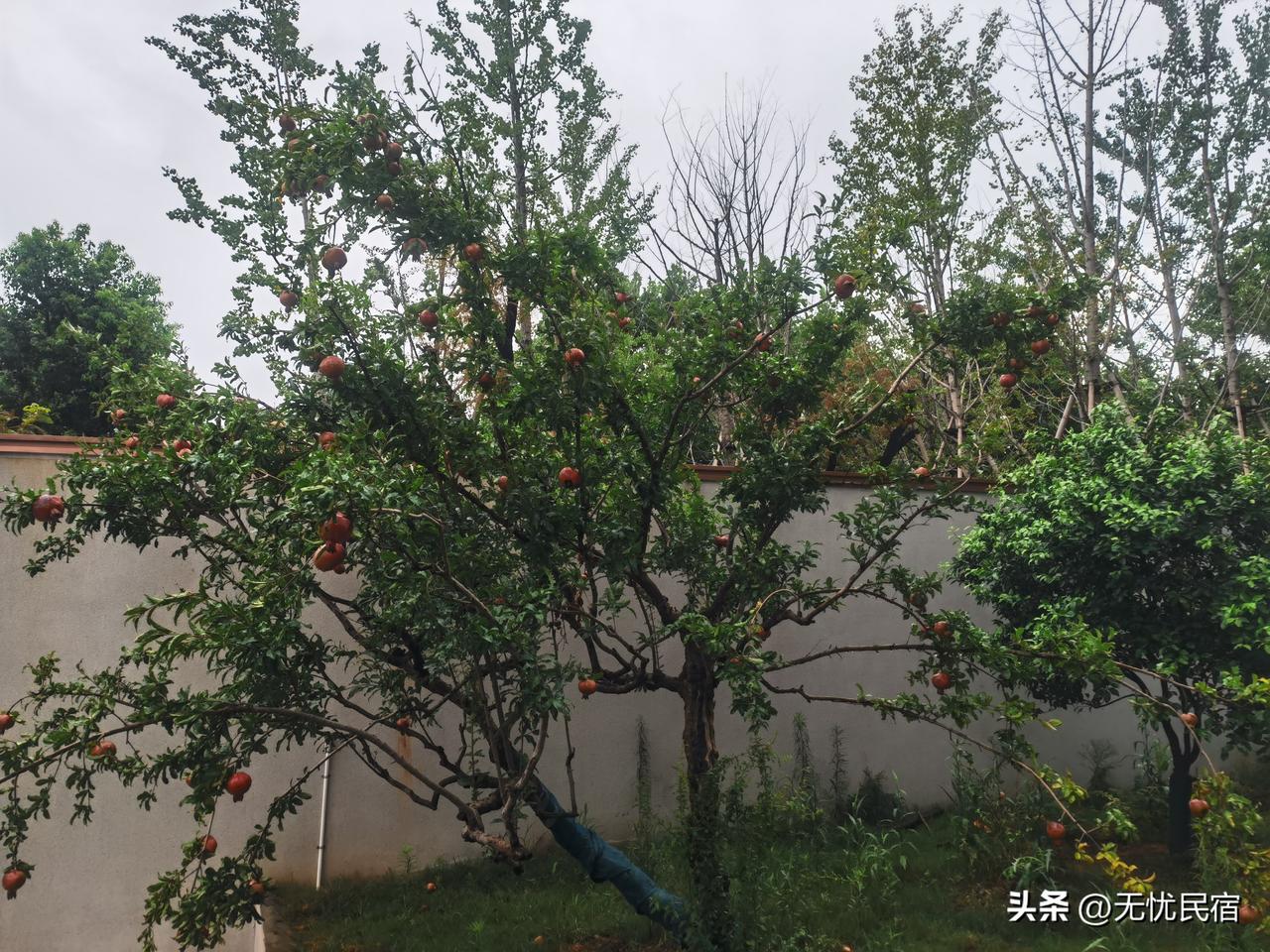 修行人的生活方式不一样，简单点比较好。
种种花，养养草。果树蔬菜少不了。
抱着这