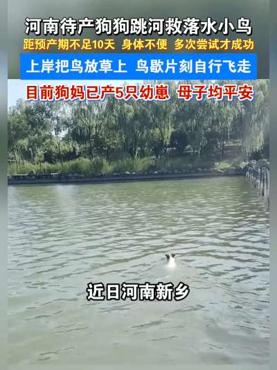万物有灵超暖心！孕狗临盆前十天，跳水救下落水小鸟
 
谁能不被这只善良小狗打动！