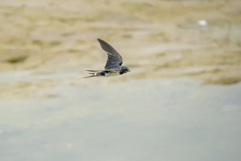 “蓝蝶轻栖檐角处，泥燕悄立堂屋前”，这画面好有诗意。让我想起小说里的场景，像《嫡